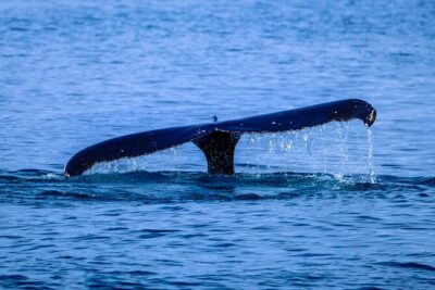 1.5-Hour Guided Whale Watching Tour - Waimea Bay Stop: Winter Swell Country and Big-Ocean Drama
