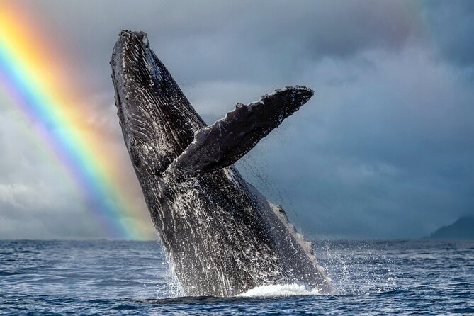 1.5 Hour Waikiki Whale Watching with E Sea Diver (Shuttle Option) - Key things to know before you go