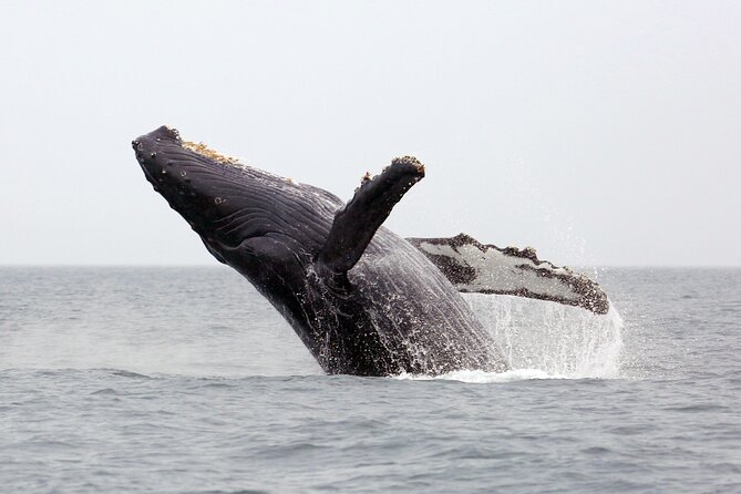 1.5 Hour Waikiki Whale Watching with E Sea Diver (Shuttle Option) - Why a 90-Minute Waikiki Whale Watch Fits Real Oahu Plans