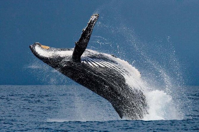 1.5 Hour Waikiki Whale Watching with E Sea Diver (Shuttle Option) - On Board With E Sea Diver: Comfort, Snacks, and Where to Sit