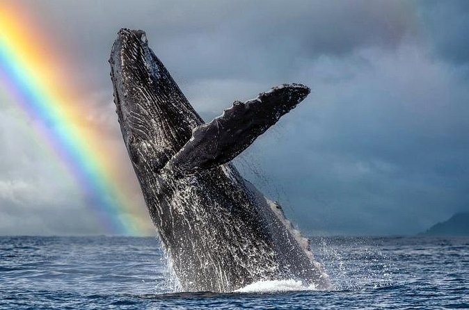 1.5 Hour Waikiki Whale Watching with E Sea Diver (Shuttle Option) - The Whale Search Near Honolulu: How You Actually Improve Your Chances