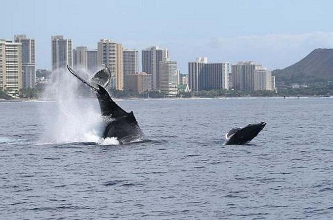 1.5 Hour Waikiki Whale Watching with E Sea Diver (Shuttle Option) - What Your Time at Sea Feels Like (Without the Long Detour)