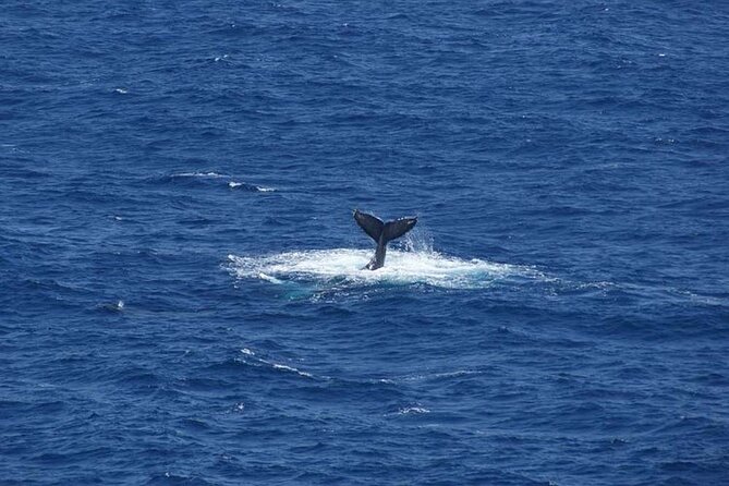 1.5 Hour Waikiki Whale Watching with E Sea Diver (Shuttle Option) - The Whale Rain-Check Plan: What Happens If You Don’t See Them