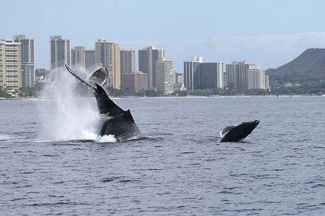 1.5 Hour Waikiki Whale Watching with E Sea Diver (Shuttle Option) - Price and Value: Is $29 Worth It for Waikiki Whale Watching?