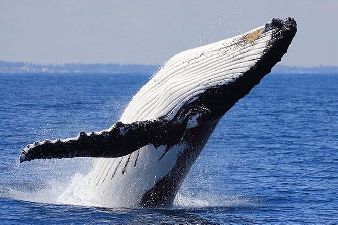 1.5 Hour Waikiki Whale Watching with E Sea Diver (Shuttle Option) - Who This Cruise Suits Best (And Who Might Want Another Option)