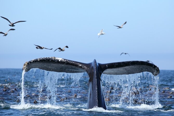 1.5 Hour Waikiki Whale Watching with E Sea Diver (Shuttle Option) - Pier E and the Shuttle Option: Getting to the Boat in Time
