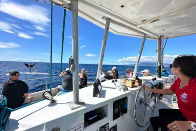 2 Hour Waikiki Whale Watching Cruise from Oahu - Reading the sea: decks, sound, and motion-sickness reality