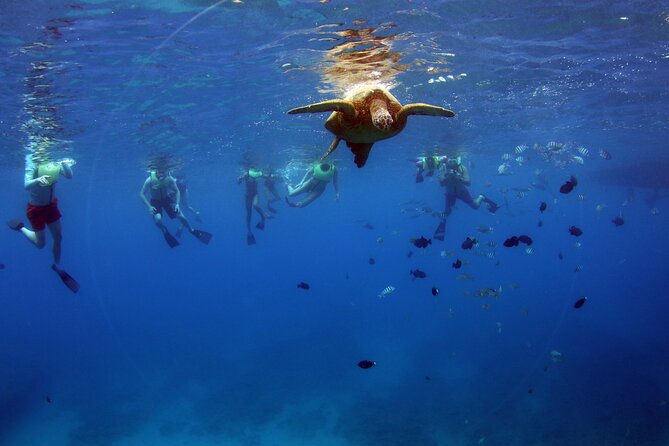 3 Zipline Adventure and 3.5 hour Afternoon Snorkel Cruise - The Buffet Lunch: Hawaiian Favorites That Keep You From Running on Adrenaline