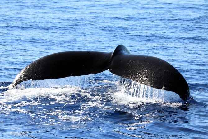 All-Inclusive Sunset Dolphin Watch and Snorkeling Cruise - Ko Olina’s 4:15 pm departure sets the whole mood