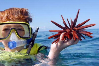 All-Inclusive Sunset Dolphin Watch and Snorkeling Cruise - Snorkeling in clear, warm water: what you really get