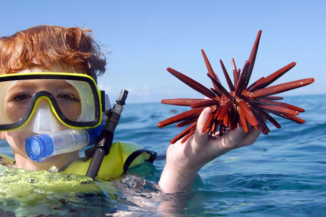 All-Inclusive Sunset Dolphin Watch and Snorkeling Cruise - Snorkeling in clear, warm water: what you really get