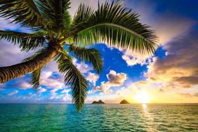 Aloha Lei Greeting on Arrival in Honolulu - The Lei Moment: Orchid Freshness vs Kukui Nut Meaning