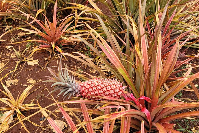Byodo Temple and Waimea Botanical Garden Tour - Makapu’u Point plus Rabbit Island: views on Oahu’s east end