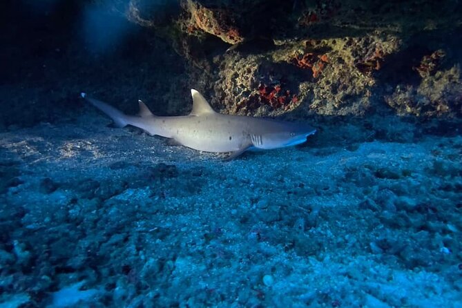 Certified Diver: 2-Tank Night Dive - Night on Oahu Changes Everything: Why This Schedule Works