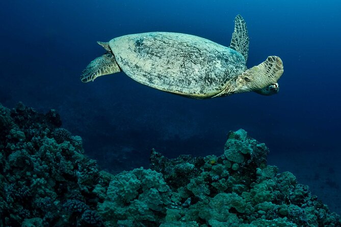 Certified Diver: 2-Tank Night Dive - Two Underwater Sessions, One Real Contrast: Twilight vs After Dark