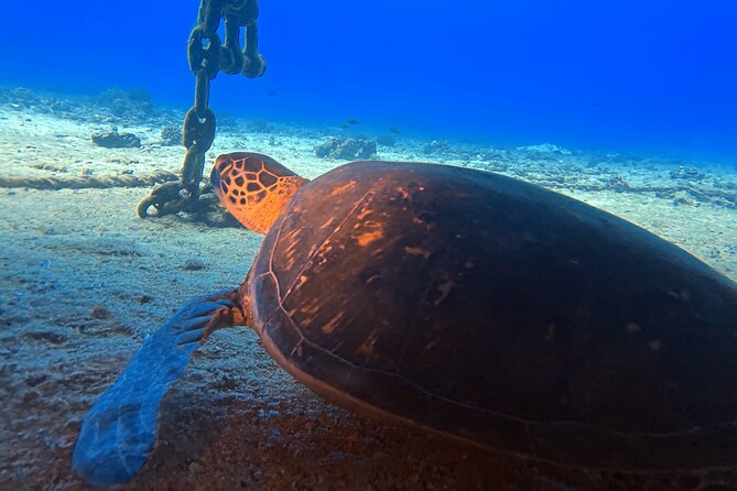 Certified Diver: 2-Tank Night Dive - Stop One: Sea Tiger Wreck Before Sunset (What You’ll Want to Look For)
