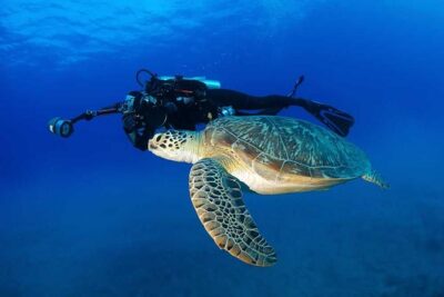 Certified Diver: 2-Tank Shallow Reef Dives off Oahu - Two tanks off Oahu for about 3 hours: what the timing buys you