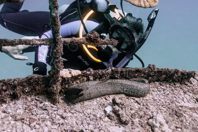 Certified Divers: Best 2-Tank Wrecks & Reef Boat Dive All Inclusive From Waikiki - Key things to know before you go