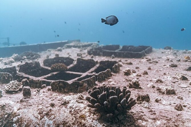 Certified Divers: Best 2-Tank Wrecks & Reef Boat Dive All Inclusive From Waikiki - Timing rules that matter: flights, check-in, and medical screening