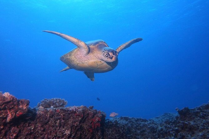Certified Scuba Diving Along Two Shallow Reef Sites - Key highlights before you go
