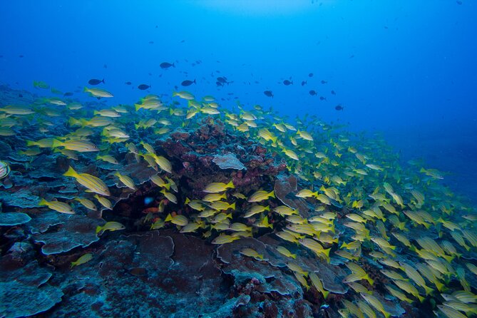 Certified Scuba Diving Along Two Shallow Reef Sites - Maunalua Bay meeting point and what the 10:30am start means