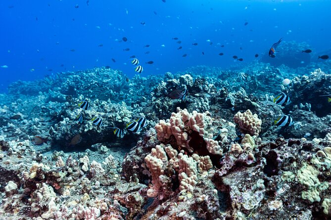 Certified Scuba Diving Along Two Shallow Reef Sites - Small groups and experience splits: how beginners get real support