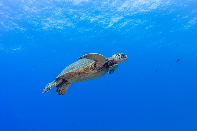 Certified Scuba Diving Along Two Shallow Reef Sites - Equipment provided: a smoother way to start than renting everything