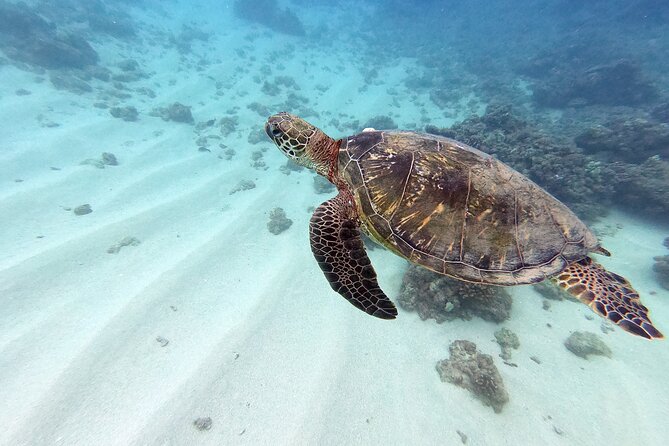 Certified Scuba Diving Experience in Honolulu - Key Things That Matter Before You Go