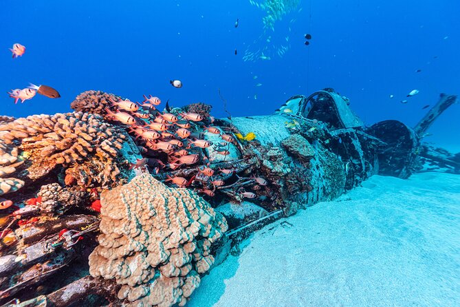Certified Scuba Diving Experience in Honolulu - Price and Value: What $205.43 Buys on This 3.5-Hour Charter