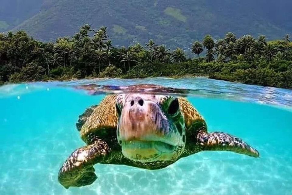Circle Island: Swim with Turtles and Explore Paradise Oahu - North Shore and the snorkeling hour at Turtle Town: Honu, safety, and real expectations
