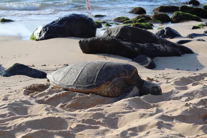 Circle Island Tour with Snorkeling & Turtles - Key Highlights You’ll Feel Day-Of