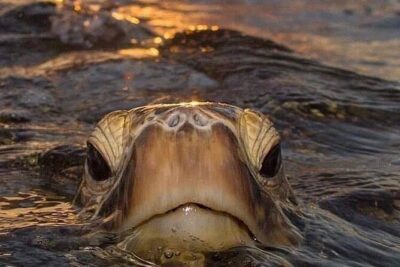 Circle Island tours - swim with turtles,Private & Small Group Tours - Small-Group or Private Jeep/Vans: Why Up to Seven Changes Everything