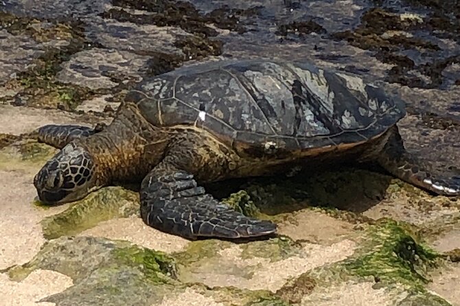Circle Island tours - swim with turtles,Private & Small Group Tours - South and East Oahu After the Hike: Beaches, Lookouts, and Real Stops