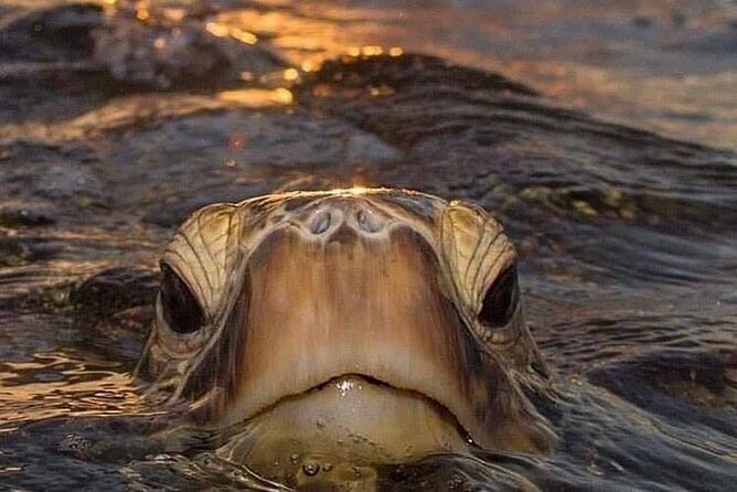 Circle Island tours - swim with turtles,Private & Small Group Tours - Small-Group or Private Jeep/Vans: Why Up to Seven Changes Everything