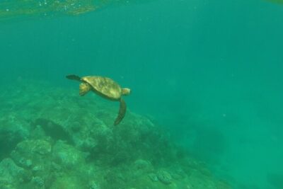 Clear Bottom Kayak - Guaranteed to see Turtles! - Pre-paddle setup at Sea & Board Sports Hawaii (Haleiwa)