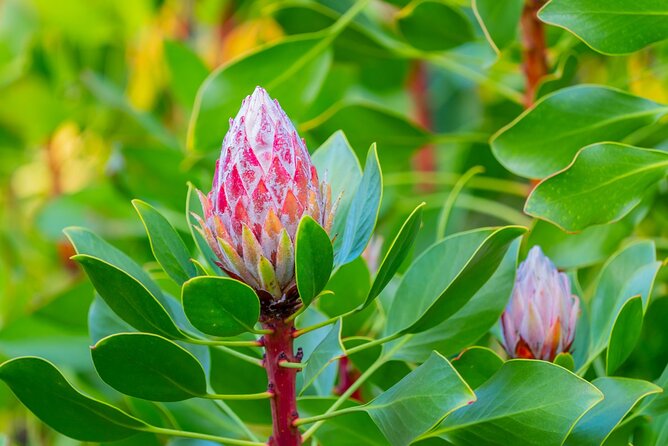 Day Trip Oahu to Maui: Sips, Sites and Bites - Wailuku and Ka’ahamanu Church: a different Maui side