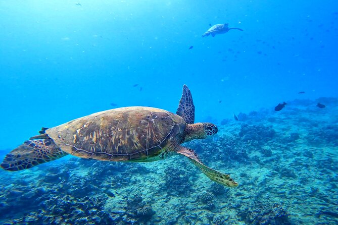 Deluxe Turtle Snorkeling Escapade at Waikiki - Quick Hits: What’s Especially Worth Your Time