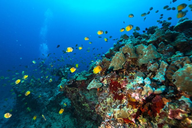 DISCOVER Scuba Diving Experience in Honolulu - Quick Reality Check: Your Underwater Expectations