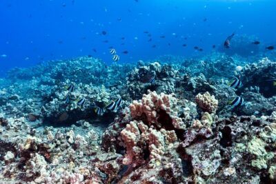 Discover Scuba Diving in Hawaii - Non certified divers! - Surface Skills First: What the Training Actually Does for You