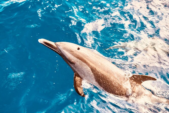 Dolphin Watching and Snorkeling on the West Coast of Oahu - Key things to know before you go