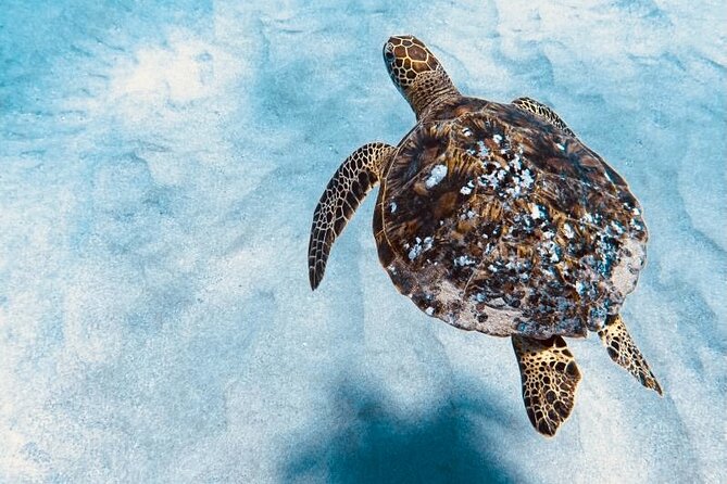 Dolphin Watching and Snorkeling on the West Coast of Oahu - Why West Oahu works for dolphins and snorkeling