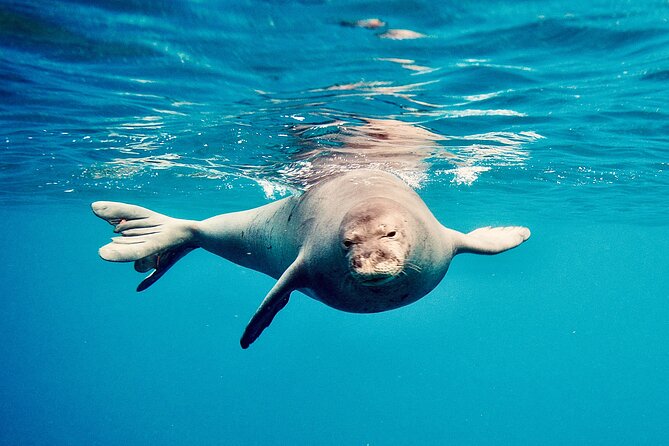 Dolphin Watching and Snorkeling on the West Coast of Oahu - Dolphin watching in the real world: how you’ll experience the search