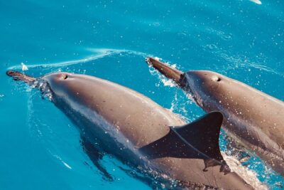 Dolphin Watching and Snorkeling on the West Coast of Oahu - The boat ride: what “double-hulled” means for you