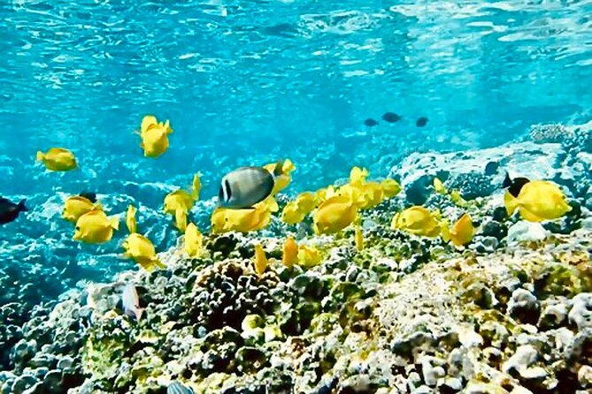 Dolphin Watching and Snorkeling on the West Coast of Oahu - Snorkeling after dolphins: what Turtle Rock is like