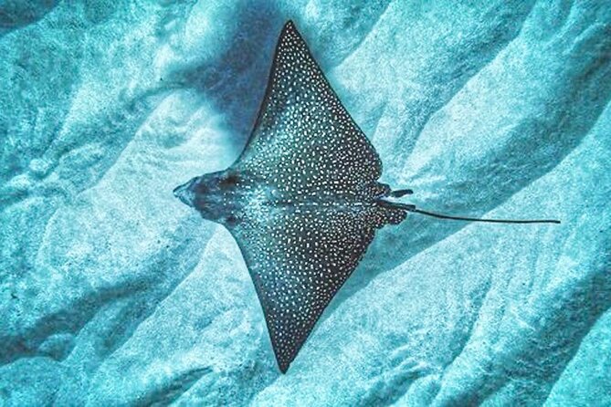 Dolphin Watching and Snorkeling on the West Coast of Oahu - Lunch and snacks: the small details that keep it pleasant