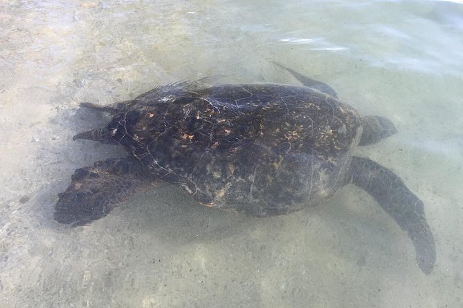 Eco-adventure friendly Aloha Island Tour - Laniakea Beach (Turtle Beach): seeing wildlife without rushing it