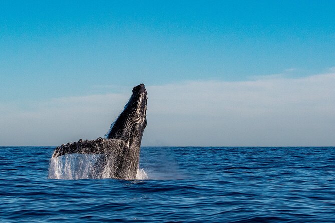 Explore Turtle Canyons Waikiki Snorkel and Sail Adventure - Who should book this Waikiki sail and snorkel