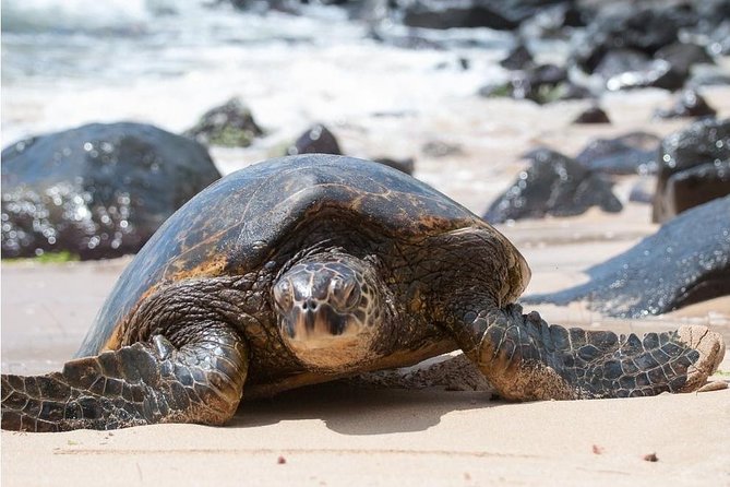 Family-Friendly Private Circle Island Tour of Oahu - Coffee and macadamias: where the day gets human-sized