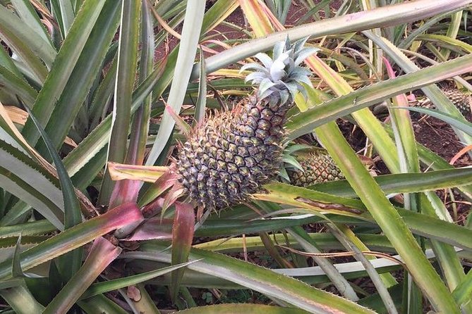 Family-Friendly Private Circle Island Tour of Oahu - Film-location spotting: Jurassic Park vibes and more