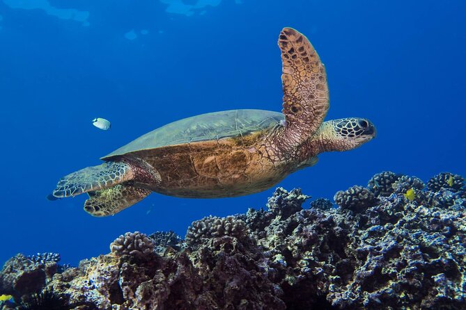 First Time Introductory Scuba Dive - Wildlife Spotting: The Underwater Stuff You Can Look Forward To